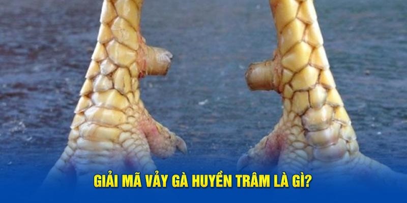 Tìm hiểu vảy gà huyền trâm – loại vảy quý trong giới kê thủ